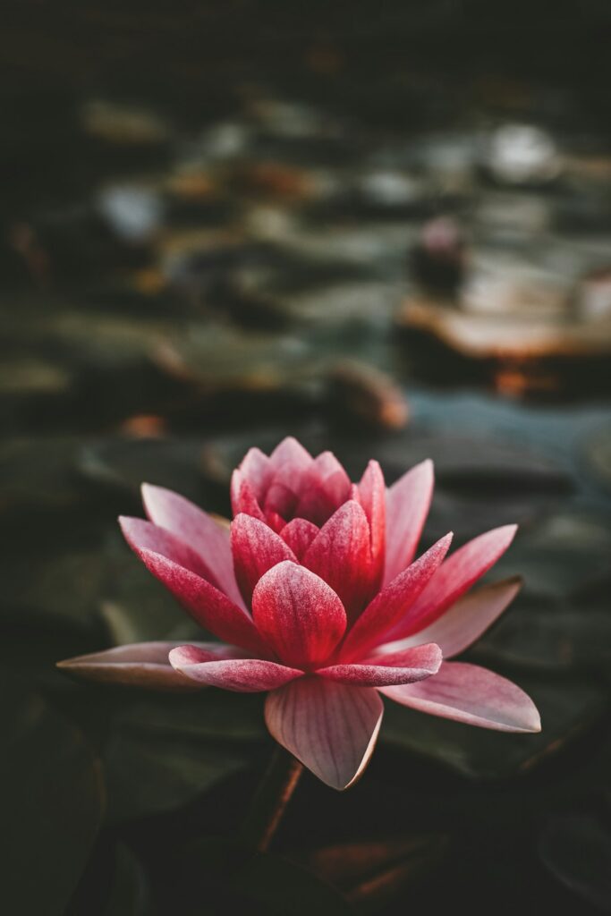 The significance of urns for cremated remains in Vietnamese Buddhist culture.